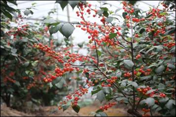 韦德体育bevictor